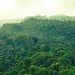 Brazília likviduje prales, aby postavila 13-kilometrovú diaľnicu pre klimatický samit