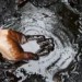 OPEC+ urychlí zvyšování těžby ropy. Přibude 548 tisíc barelů denně