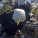 Big Bear's famed bald eagles flew the coop after July 4 fireworks