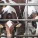 Slovenský chov zažil najväčšiu krízu od revolúcie: Mliekarne prichádzajú o 120-tisíc litrov denne. Výpadok pocítia aj obchody