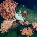 California moves closer to '30x30' conservation goals as threats to public lands loom