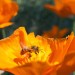 Foreign, feral honeybees are crowding out native bee species in southern California