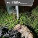 Polícia obvinila muža z Dunajskej Stredy pre opakované týranie šteňaťa