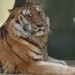 Ze Vsetína přes Zoo Liberec až do Nizozemska. Nelegálně chovaný tygr se bude opět stěhovat