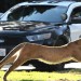 How changes in California culture have influenced the evolution of wild animals in Los Angeles