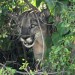 'Go away!' SoCal hiker captures scary encounter with mountain lion on video