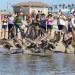 Poisoned pelicans fly again after the worst algal bloom in a decade