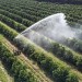 Kupujete ovocie v bežných obchodoch? TAKTO ho zbavíte väčšiny PESTICÍDOV