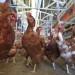 Trump administration sues California over cage-free egg and animal welfare law