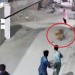 Šokujúci útok leva v Pakistane zachytili bezpečnostné kamery: Vrhol sa na ženu a jej dve deti!