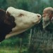 MFF KV: Křišťálový glóbus má film Raději zešílet v divočině