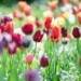 Stovky cibulek tulipánů a narcisů už teď ve Zlíně míří do země. Ohrožují je hraboši i klimatická krize