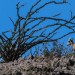 Endangered sheep dies after getting entangled in razor wire at the border, biologist says