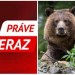 MIMORIADNA dráma na Liptove: Muža ratujú po útoku medveďa, záchranári majú v teréne vážne problémy!