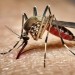 How Google's 32-million mosquito project could change California's battle against dengue