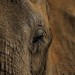 Contributor: Human wars are displacing and killing hidden nations of animals