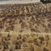 Contributor: Recent assessment of California's water misallocation is the first step toward justice