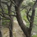We barely know what's been lost from the fire on Santa Rosa Island