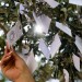 500 L.A. wishes a day: Behind the massive 'harvest' at Yoko Ono's 'Wish Trees' at the Broad