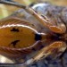This creepy insect has been found on grapevines. What it could mean for California's wine industry