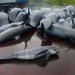 Krvavá tradícia stále žije. Masaker vyše 700 delfínov na európskych ostrovoch opäť šokoval svet. Zastaviť sa tieto jatky stále nedarí...