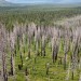 'I'd rather my house burn down than get cancer': Herbicide use upends California's fight to save forests