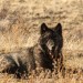 California wolves are eating much more cattle than wild prey, study finds