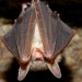 Bat that dropped onto table at SoCal restaurant had rabies, officials say