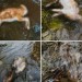 Veterinárni inšpektori riešia OTRASNÝ nález v Novej Bošáci! V potoku našli rozkladajúce sa MŔTVE zvieratá