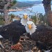 With Big Bear eagle ailing, OpenAI co-founder drops $5.5M to buy land near nest