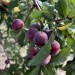 Rastú popri cestách aj na okrajoch polí a práve dozrievajú. Nazbierať si ich môže takmer každý. Obsahujú cenné antioxidanty