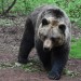 Na Slovensku napadla medvědice myslivce. Zachránit ho musel vrtulník