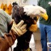 After her setback, Big Bear eagle Jackie's health has improved: she's 'much more feisty'