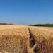Letošní žně jsou pomalejší a výnosy nižší než loni. Zemědělci na Liberecku sklízejí obilí a řepku