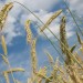 FAO varuje pred novým zdražovaním potravín: Kombinácia vojen a El Niña zvyšuje riziká