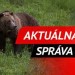 Ďalší útok medveďa pri Martine: V Sučanoch dohrýzol muža, utrpel úraz hlavy a hrudníka!