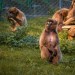 Zoo v hlavnom meste sa pýši novými prírastkami: Krvácajúce srdcia sa môžu tešiť aj novému výbehu