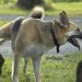 Na procházku s lahví vody. Pejskaři ve Vídni mají oplachovat moč svých mazlíčků