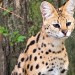 Ze zookoutku na Jihlavsku zmizel serval. Policie prověřuje možnou krádež